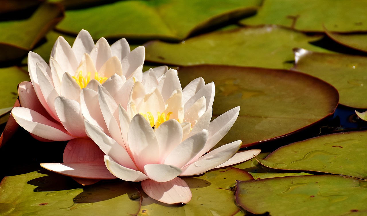 Image - water lilies pink white summer