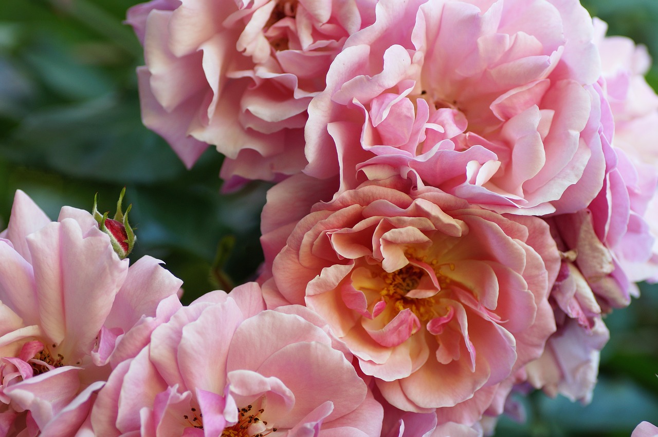 Image - rose pink summer rosebush