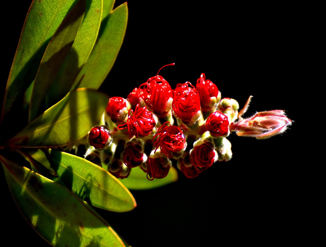 Image - lemon bottlebrush