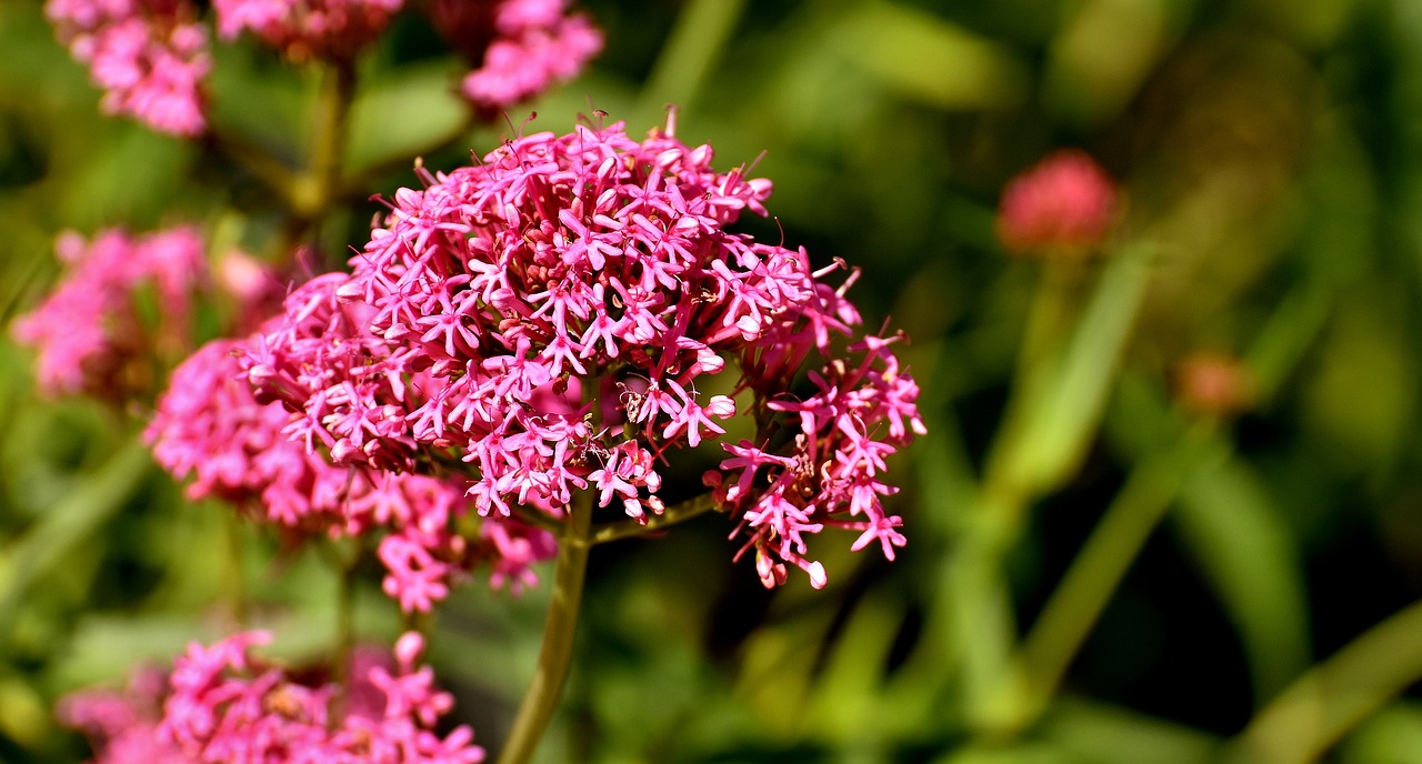 Image - flower herkogamie plant summer