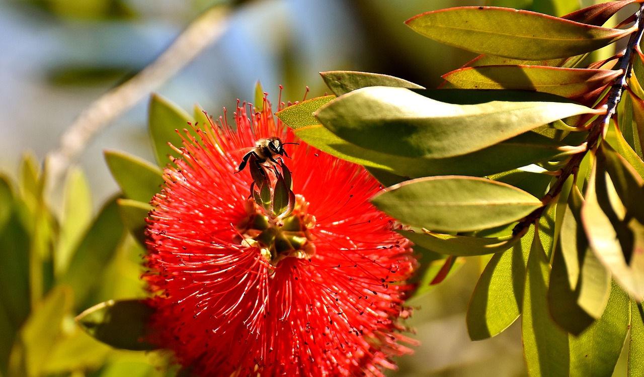 Image - lemon bottlebrush