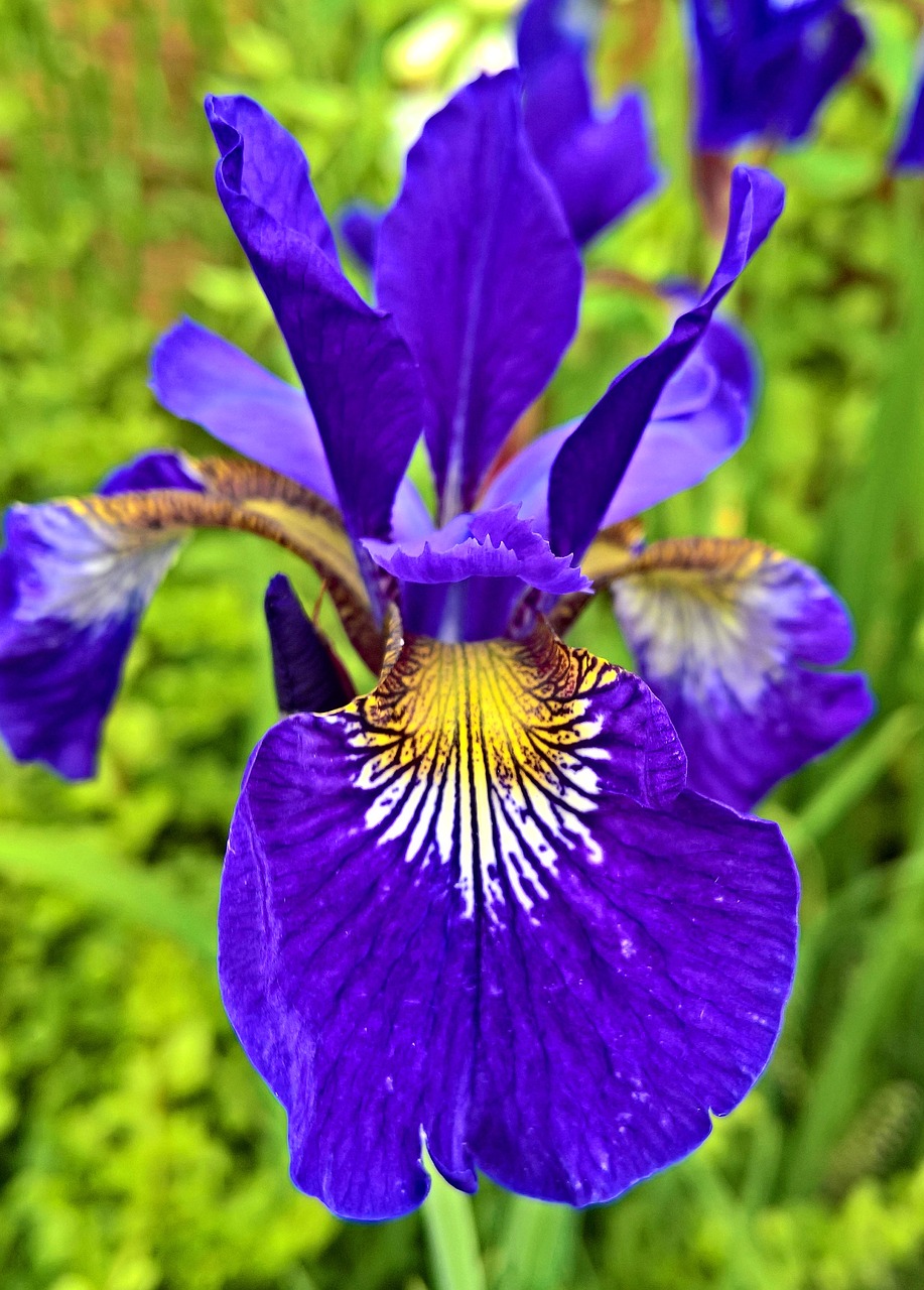Image - iris early flower garden blossom