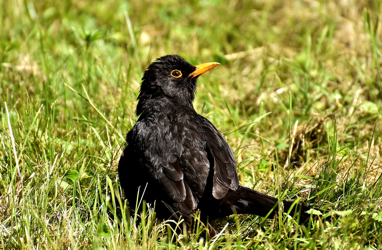 Image - blackbird bird black songbird