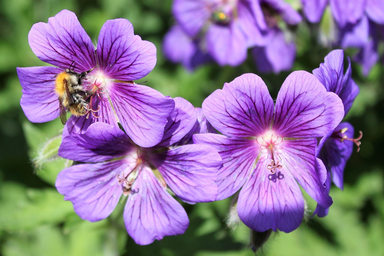 Image - purple green nature flowers garden