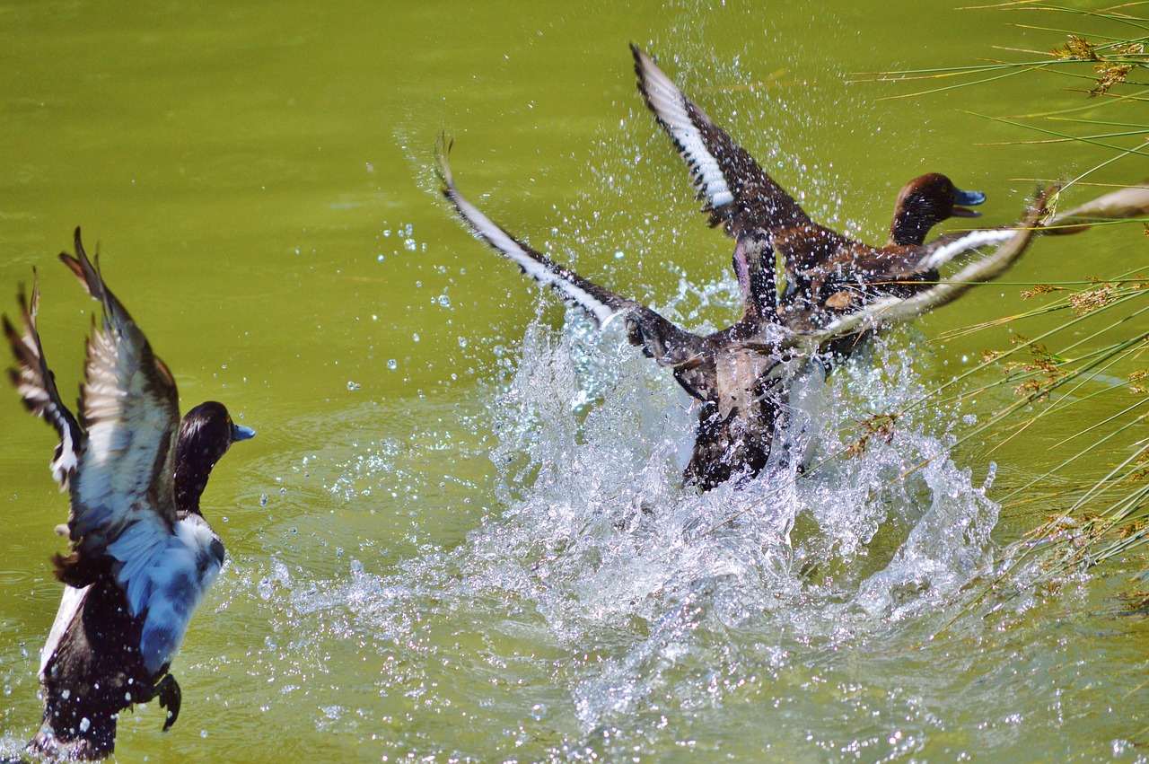 Image - duck water bird row pension