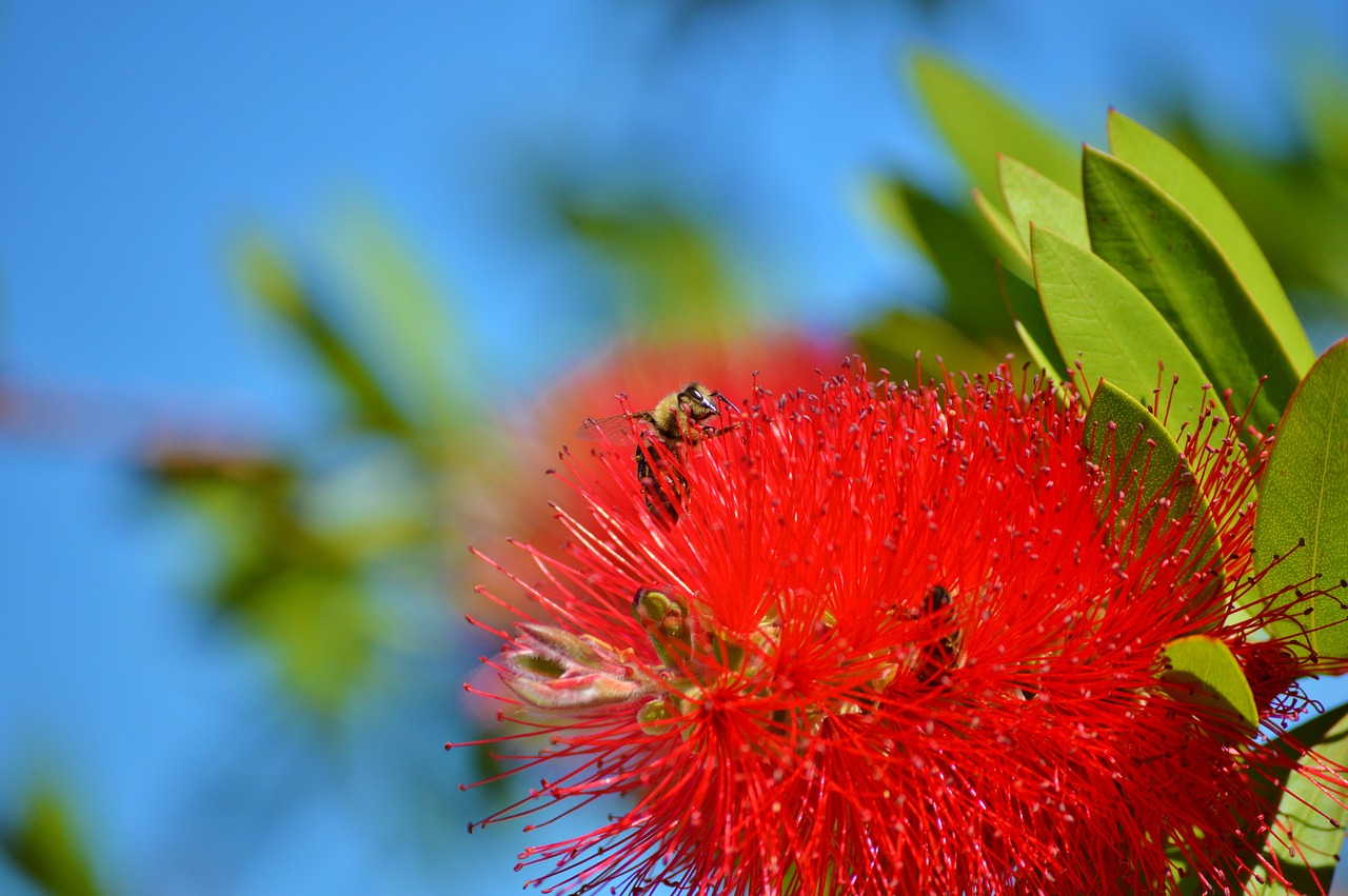 Image - lemon bottlebrush