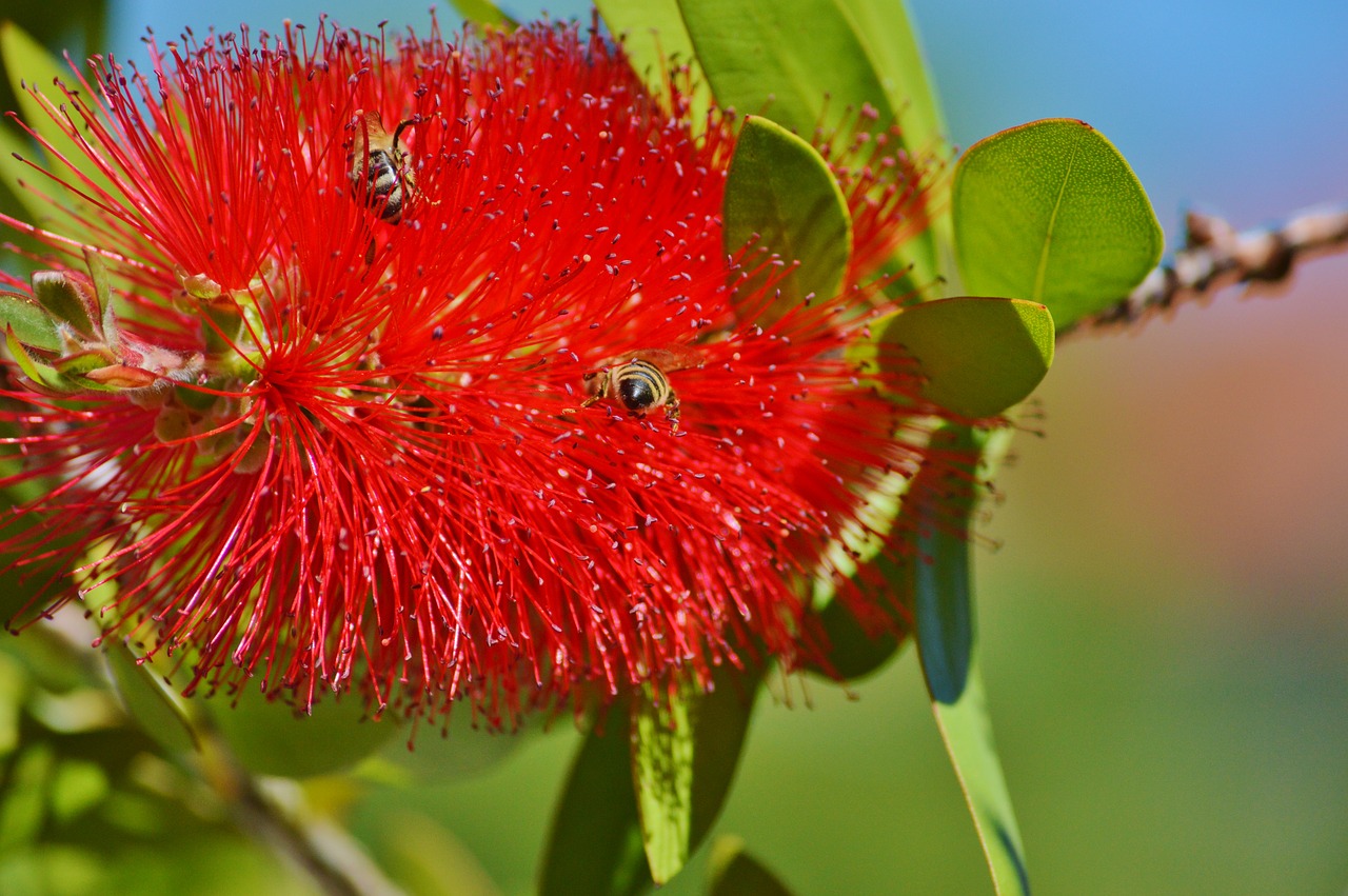 Image - lemon bottlebrush