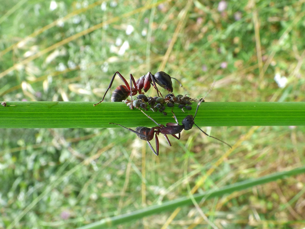 Image - branch ants aphid aphids order