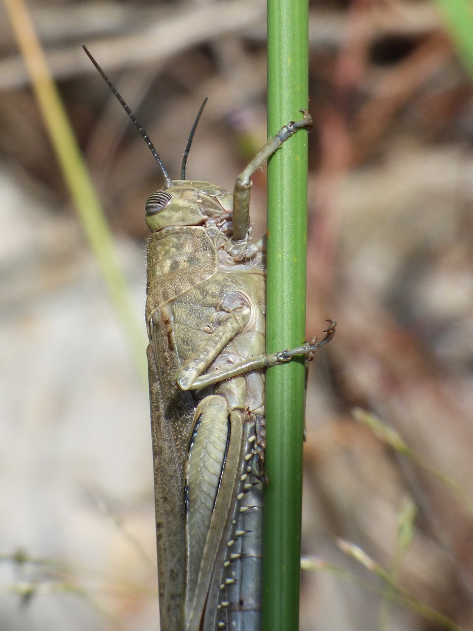 Image - lobster grasshopper branch hide