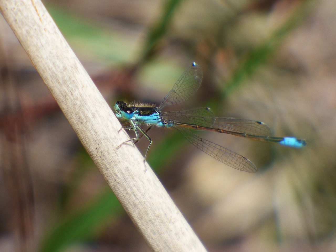 Image - dragonfly dragonfly blue and black