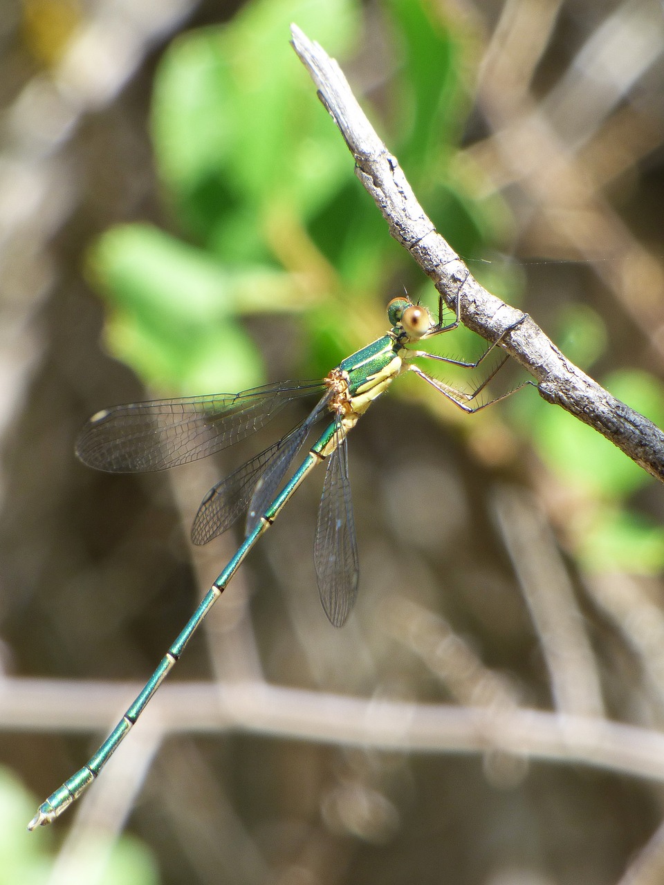 Image - dragonfly damselfly green dragonfly