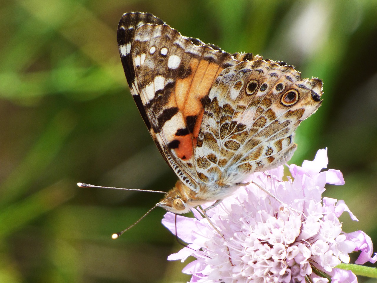 Image - butterfly wild flower libar