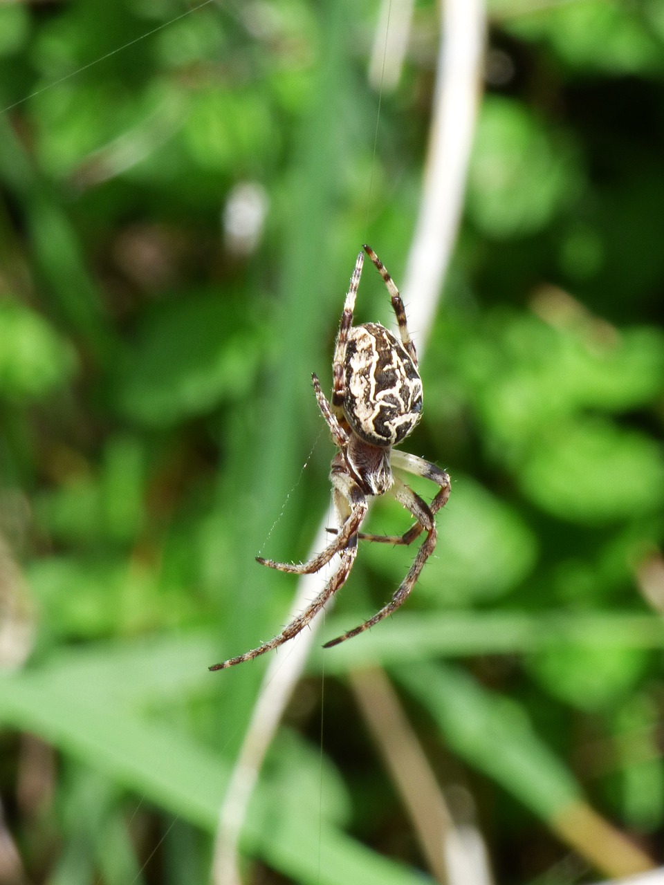 Image - spider arachnid agalenatea redii