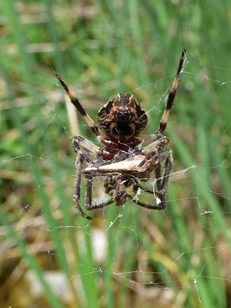 Image - spider eating a grasshopper dam