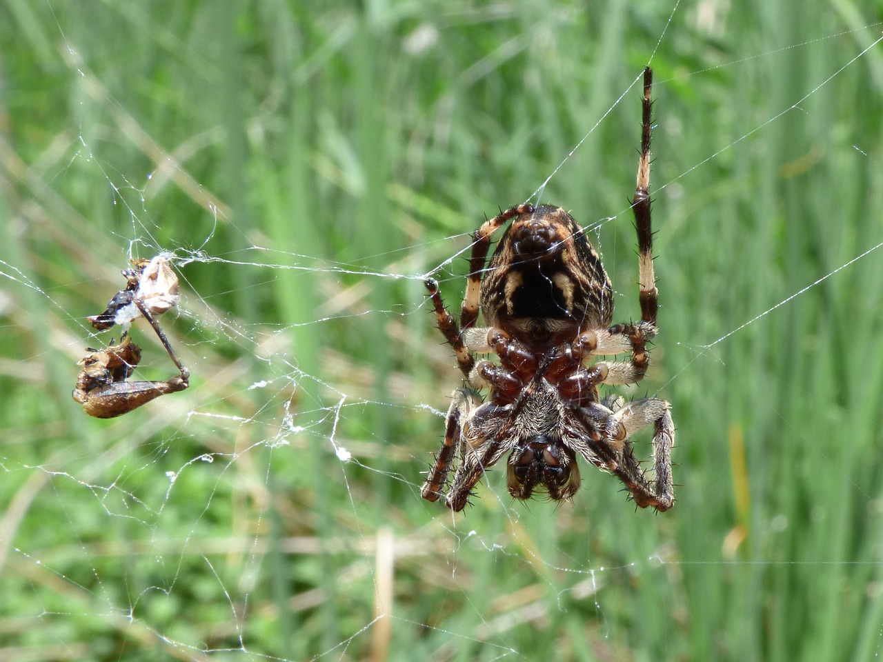 Image - spider arachnid agalenatea redii
