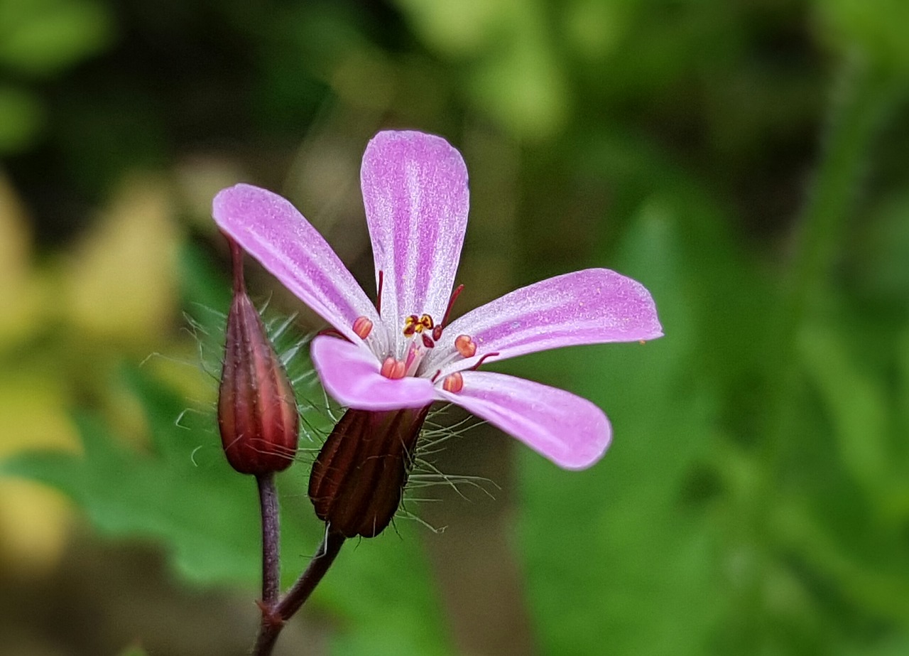 Image - blossom bloom flower cranesbill