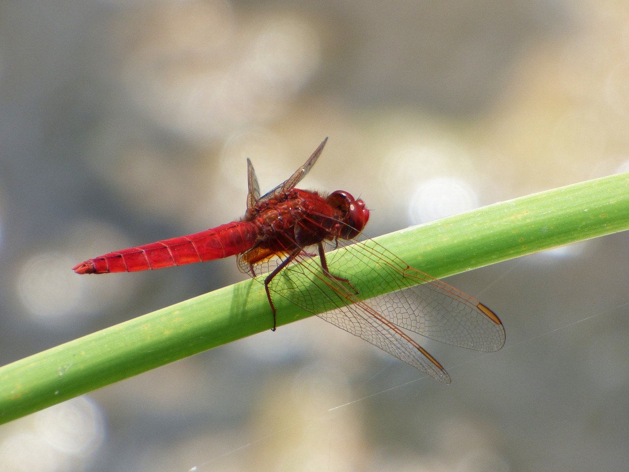 Image - red dragonfly wetland cane