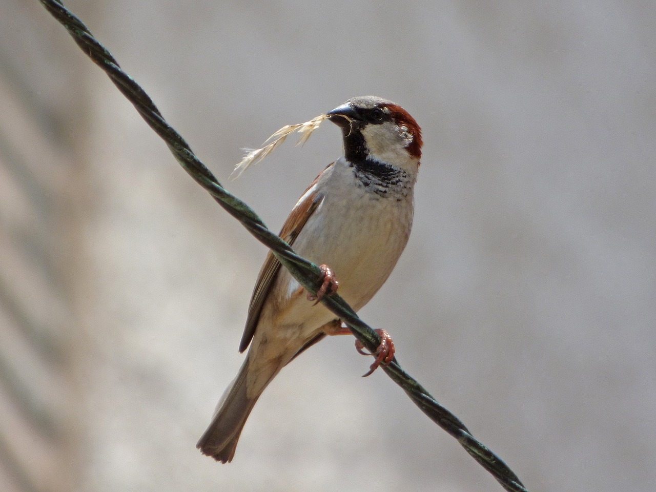 Image - sparrow pardal twig harvest food