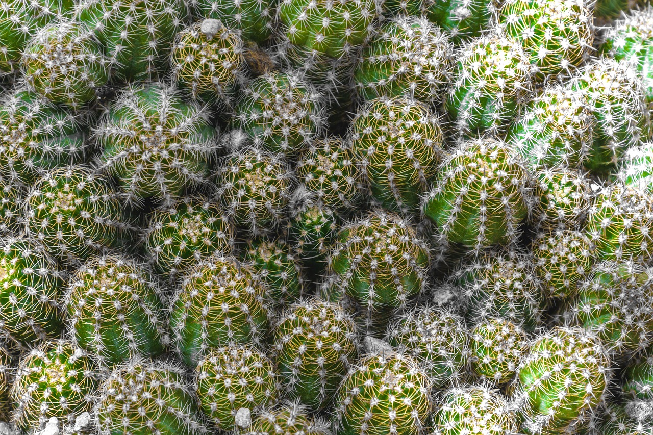 Image - cactus spur plant green prickly