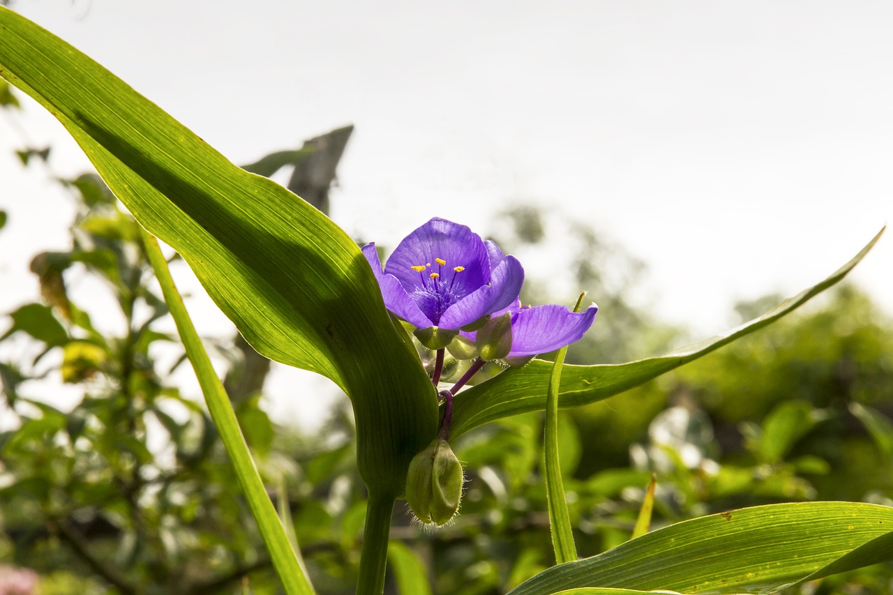 Image - three master of flowers tradescantia