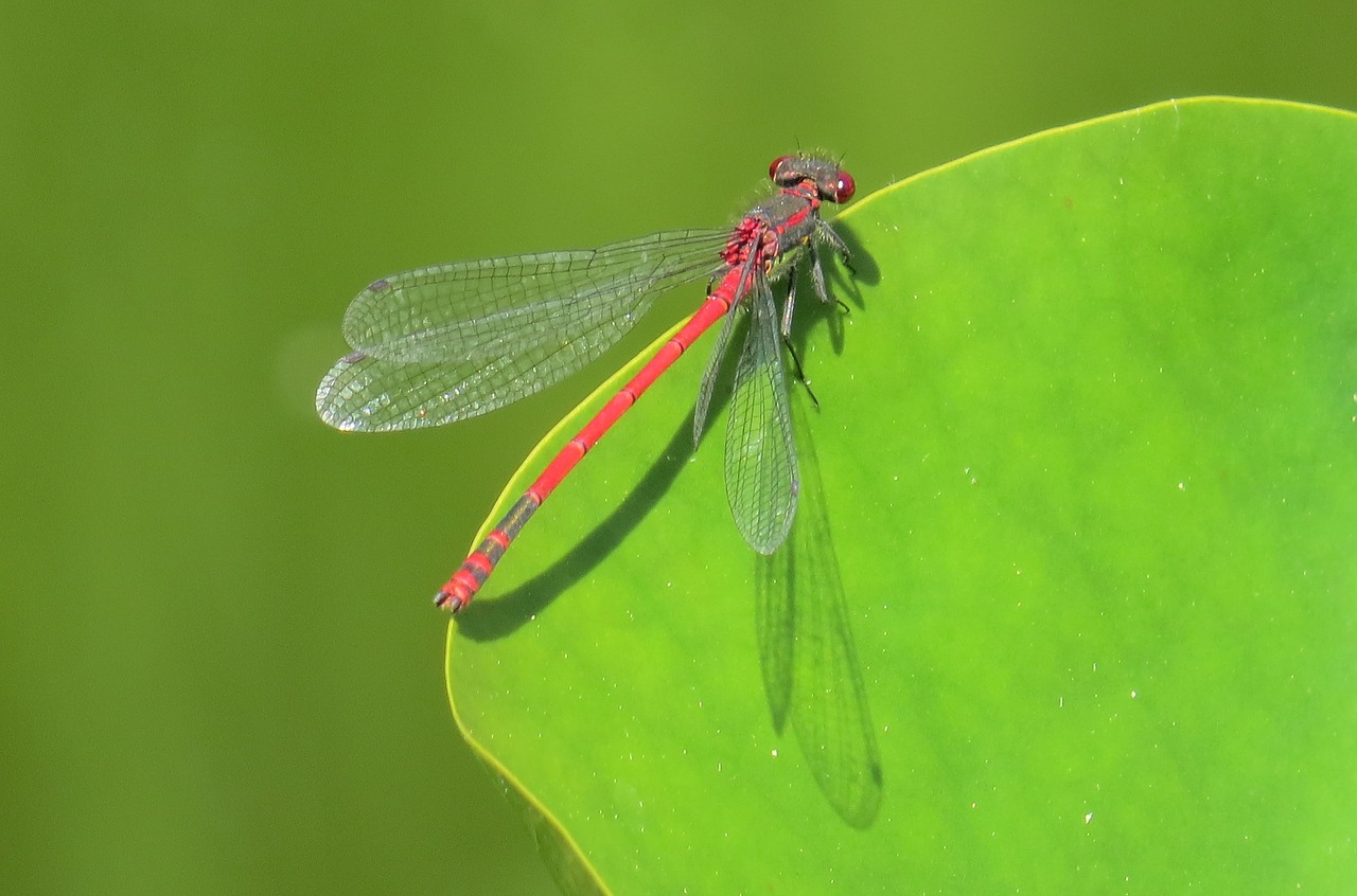 Image - dragonfly pond insect nature