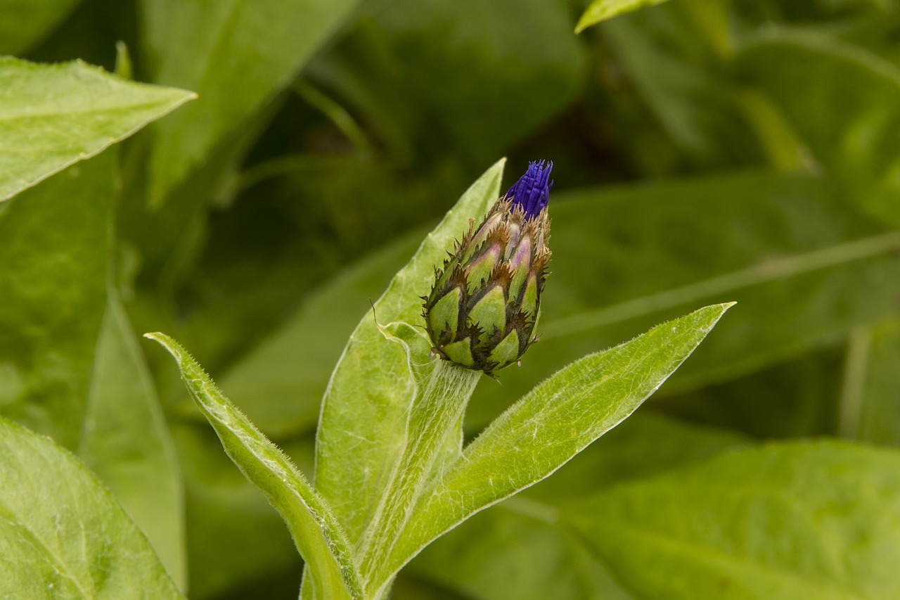 Image - knapweed bud centaurea flower