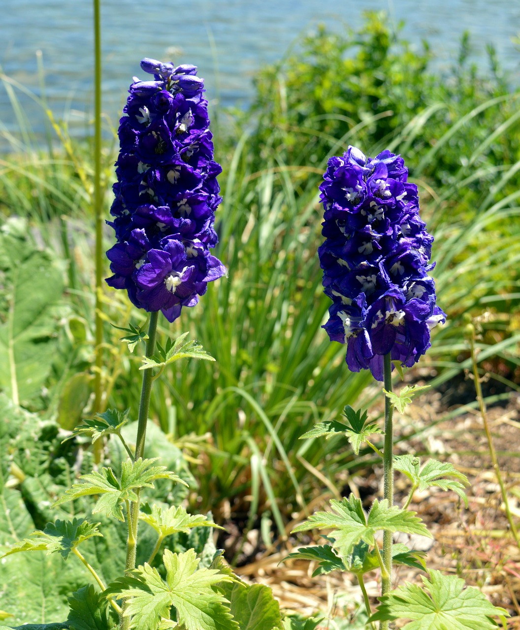 Image - larkspur flower blue