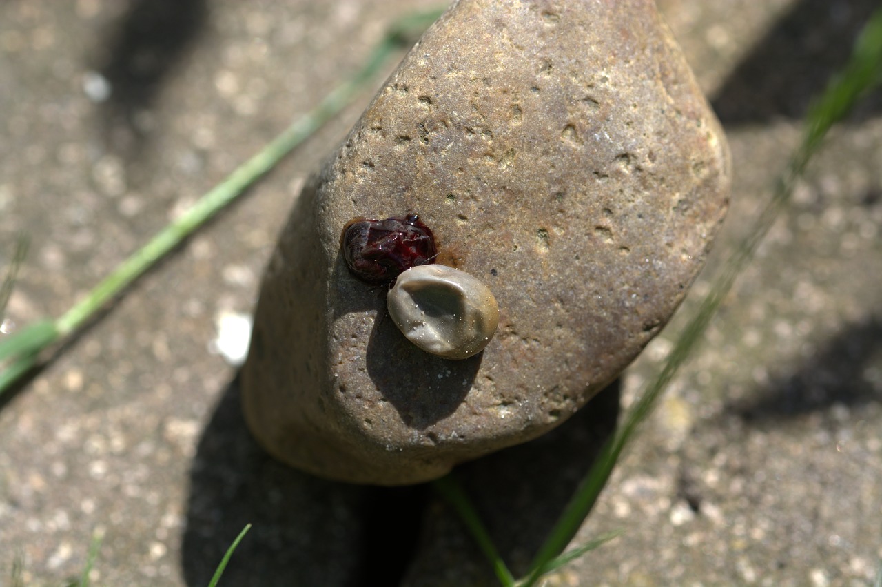 Image - the dead tick crushed tick