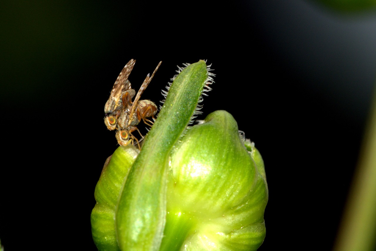 Image - insect pairing small flies close