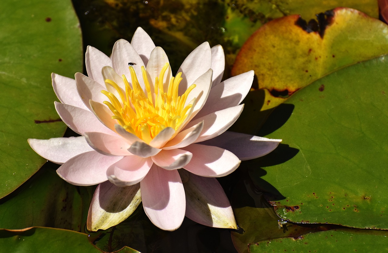 Image - water lilies pink white summer