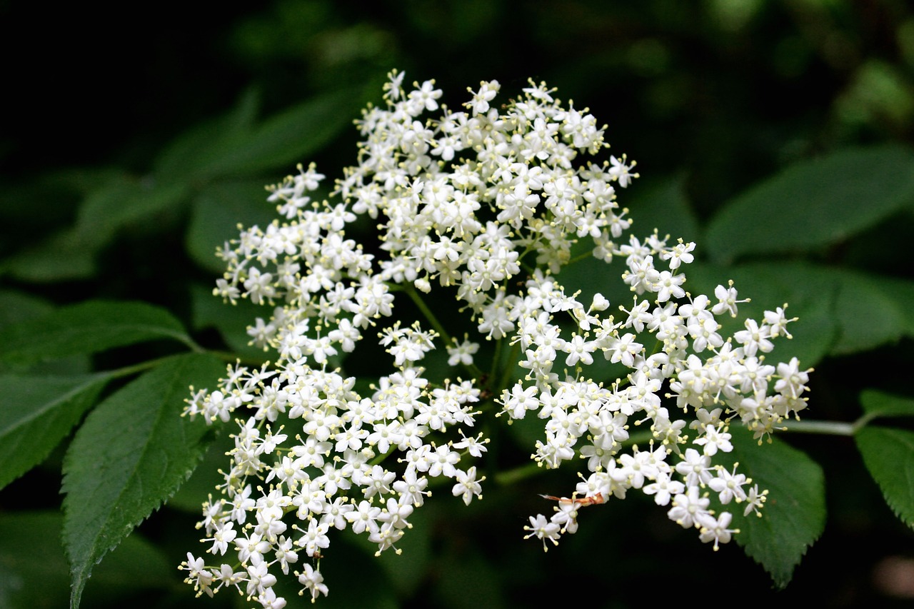 Image - flowers nature spring floral