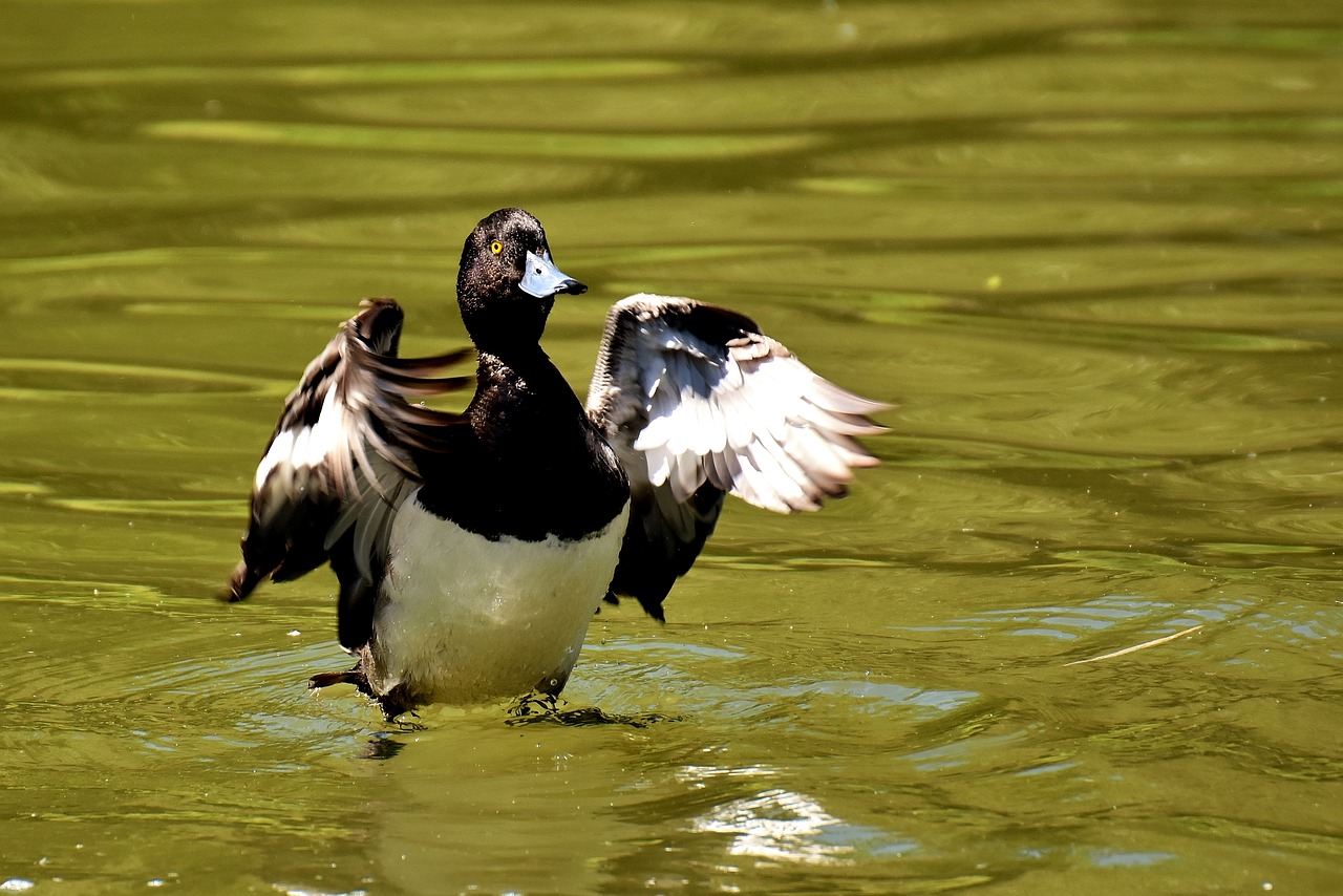 Image - tufted duck ducks play action cute