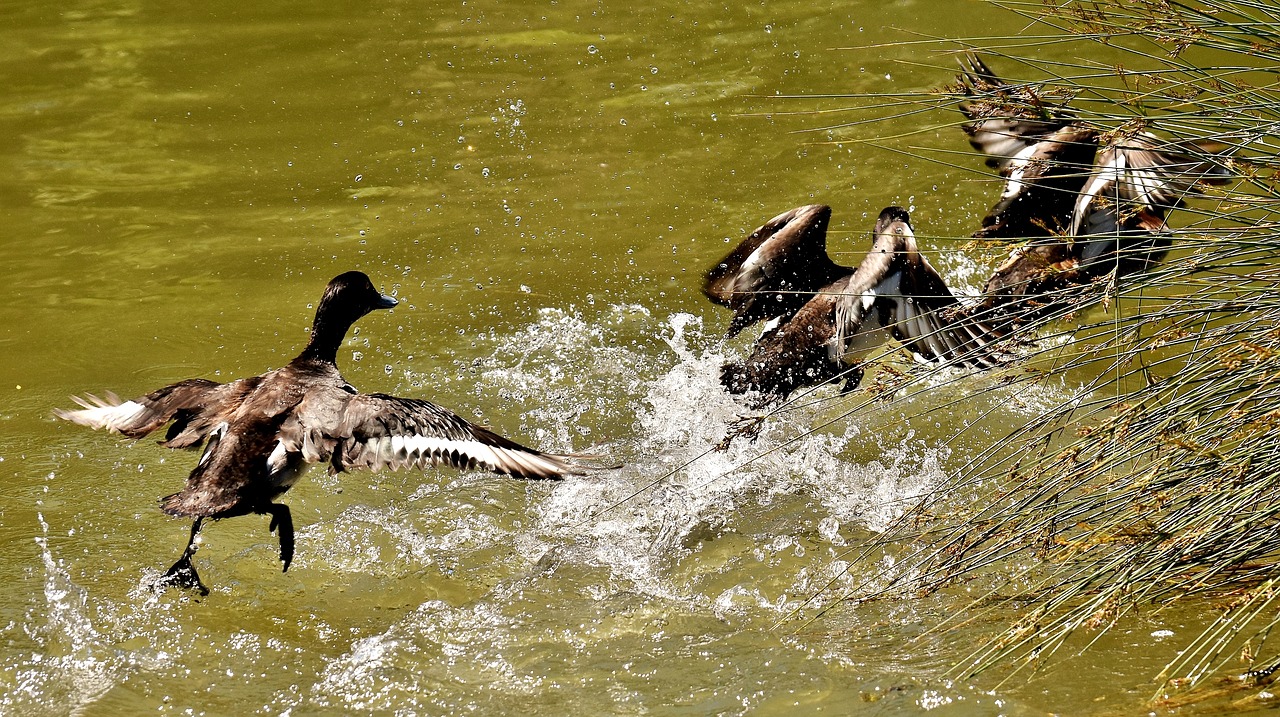 Image - tufted duck ducks play action cute