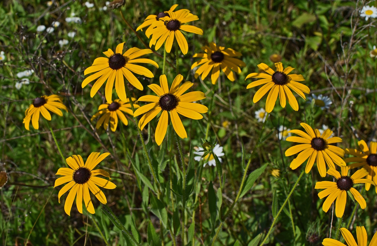 Image - wild black eyed susan wildflower