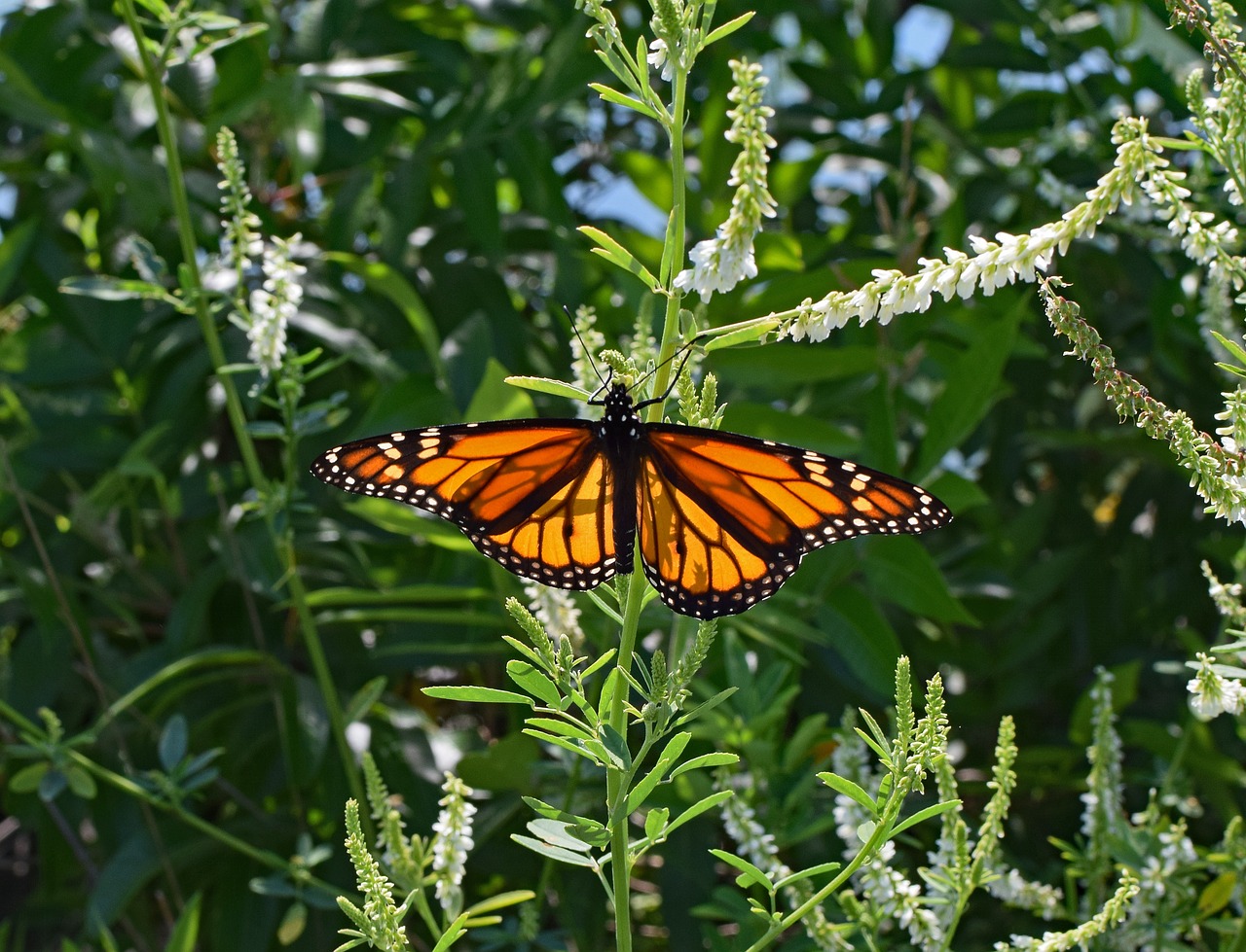 Image - monarch butterfly on sweet clover