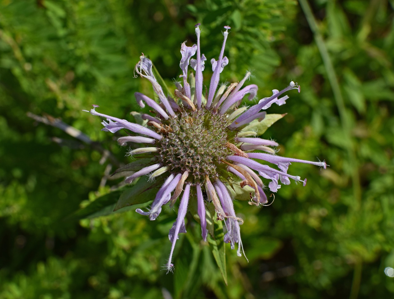 Image - wild bergamot wildflower flower