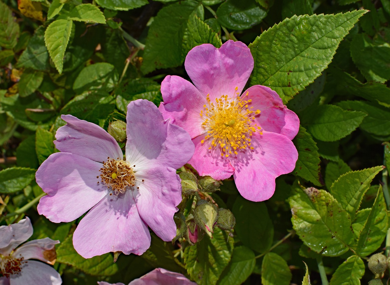 Image - wild roses wildflower flower