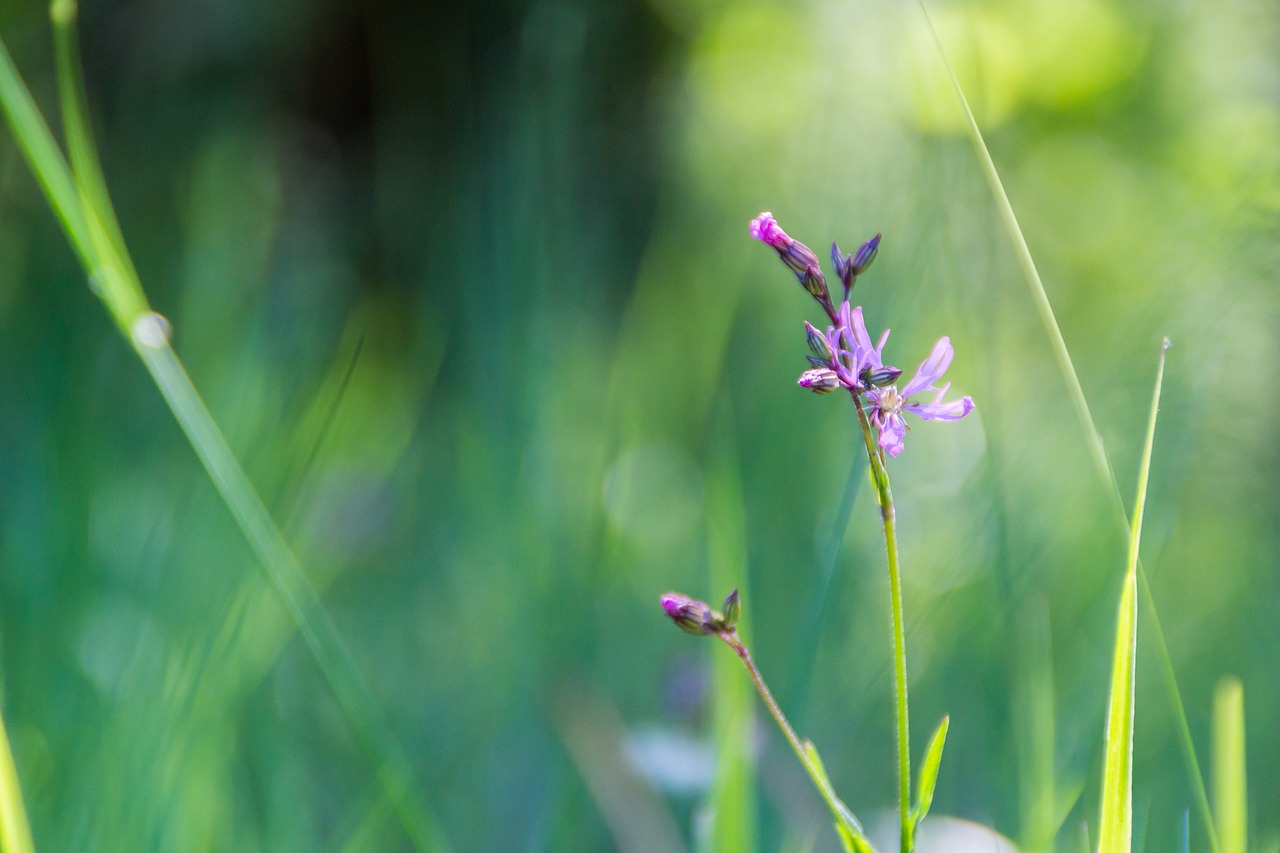Image - violet flower the sun