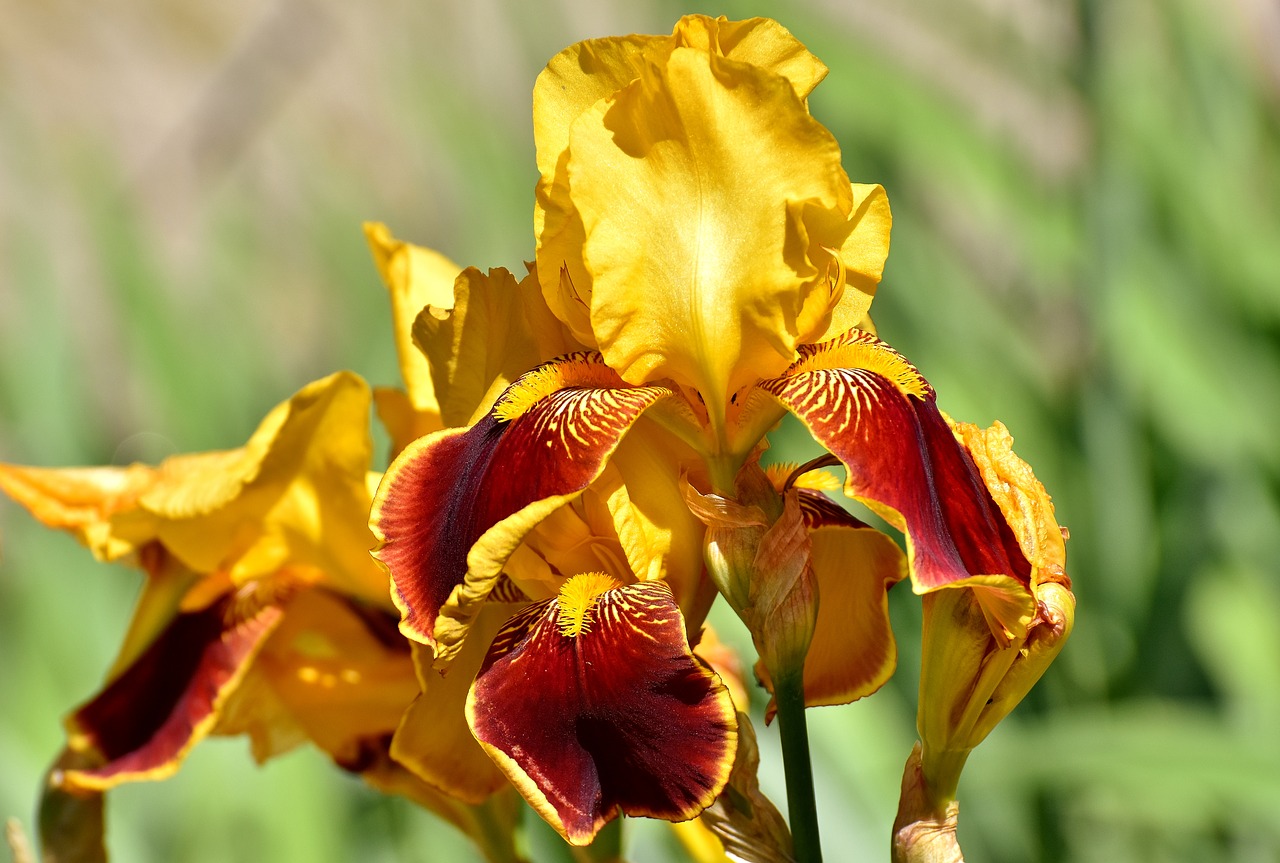 Image - iris flower summer plant yellow