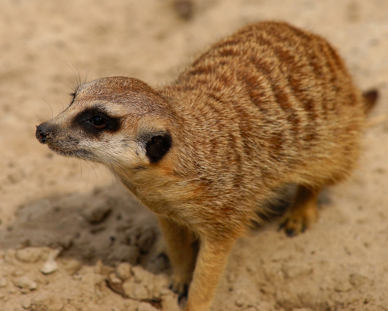 Image - meerkat curious attention vigilant
