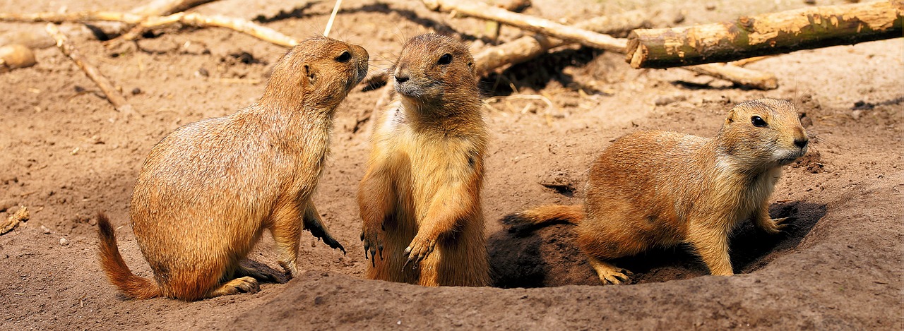 Image - prairie dogs curious entertain