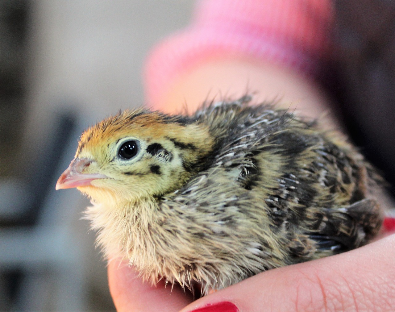 Image - chick quail chicken poultry bird