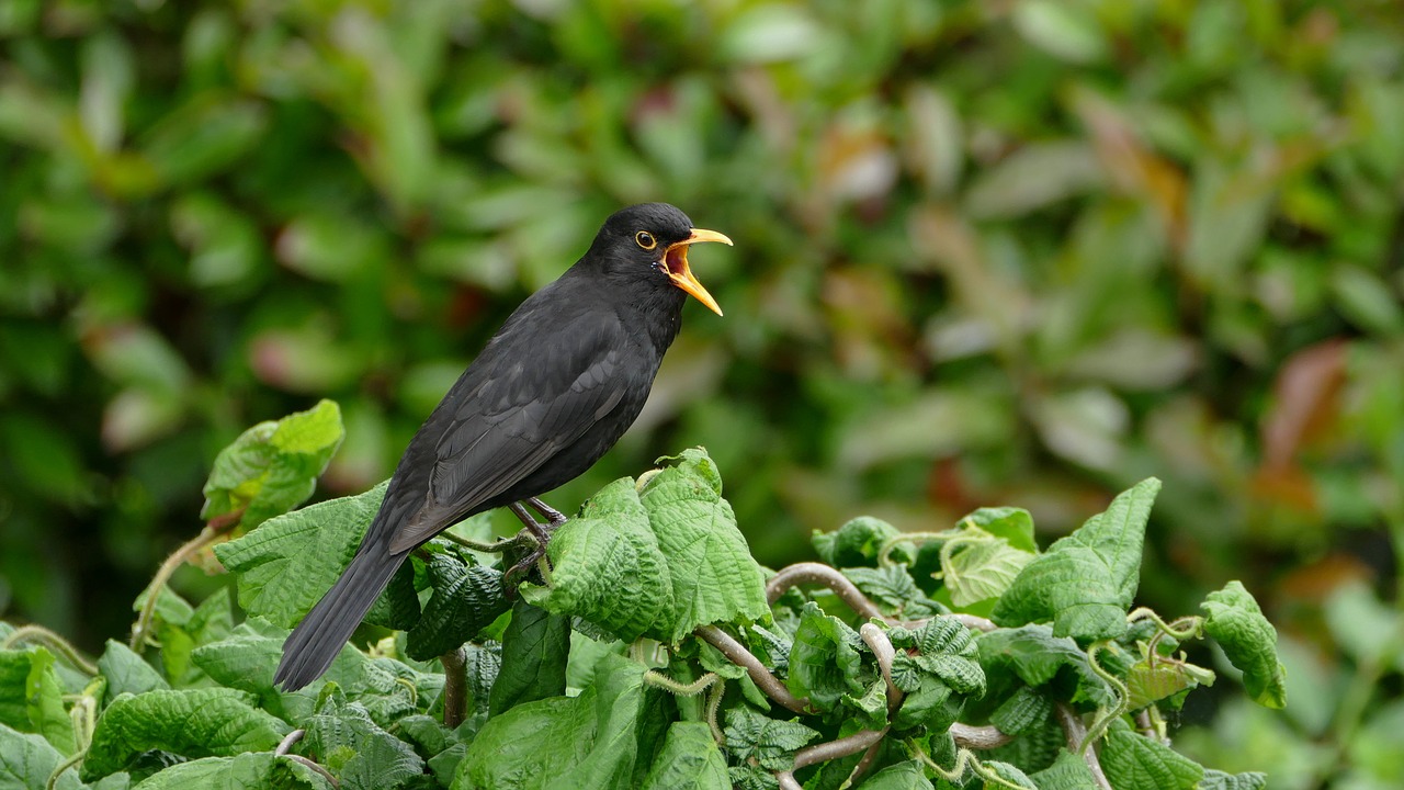 Image - blackbird black bird songbird