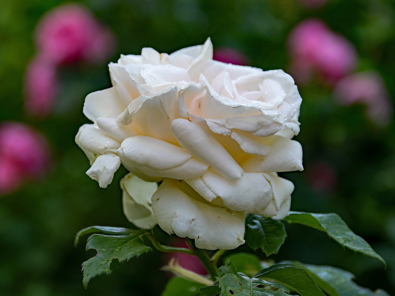 Image - rose snow white shrub rose
