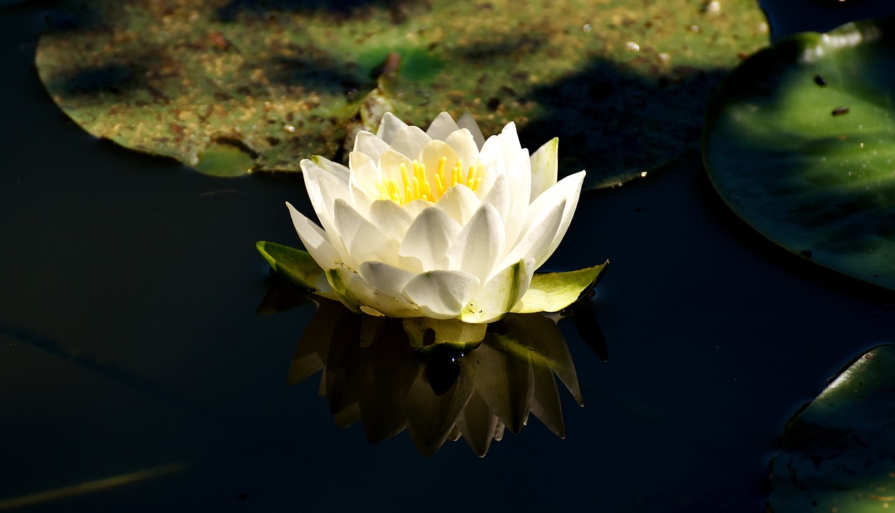 Image - water lilies white summer