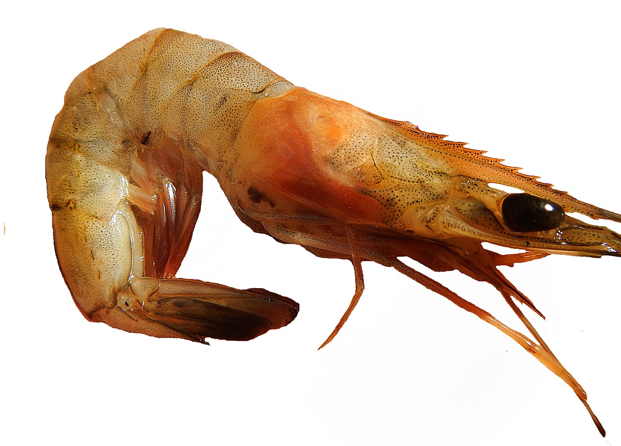 Image - shrimp paella prawns crustaceo