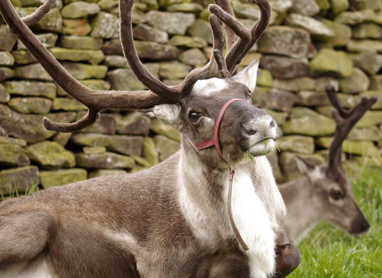 Image - reindeer protecting antlers herd