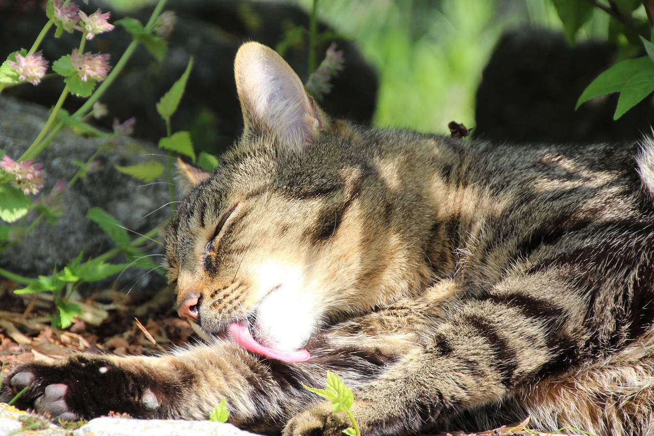 Image - cat cleaning lick tongue clean