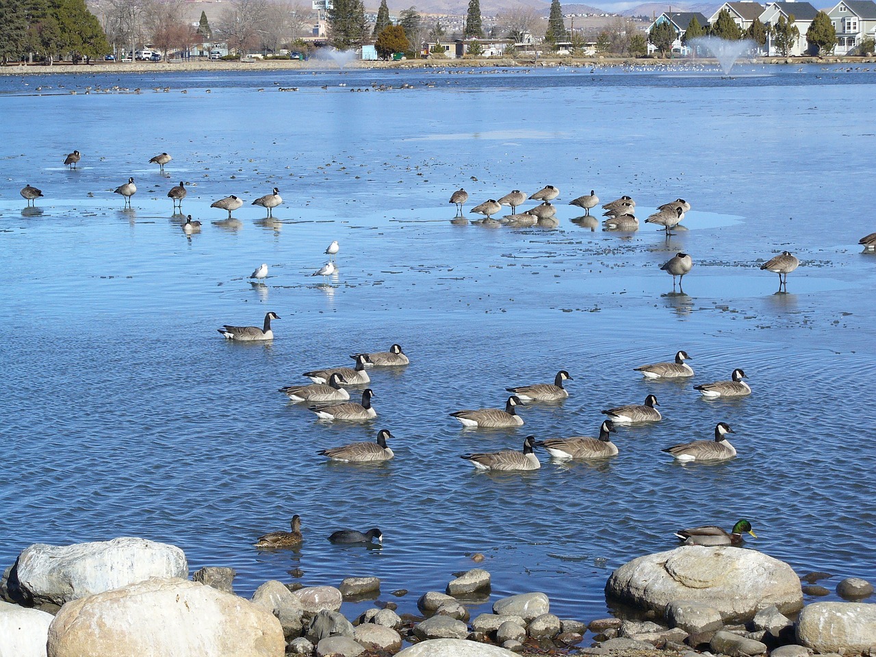 Image - pond canadian geese migration