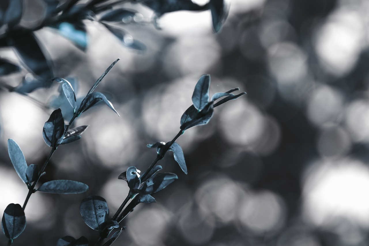 Image - frozen tree bokeh snow winter